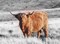 Highland Cow Art Print - Rustic Buffalo Animal Decor for Home or Office